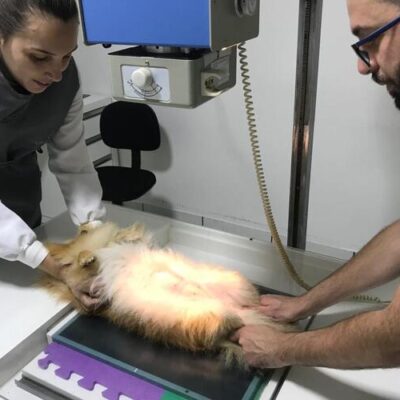 máquina de raio x veterinário