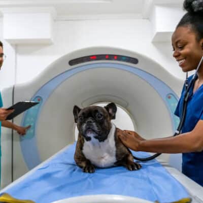 Tomógrafo para uso veterinário