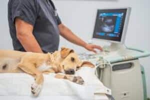 aparelho de ultrassom veterinário